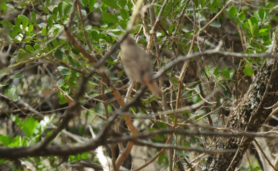 410county.bird.JPG