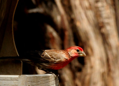 410county.housefinch333333333.JPG