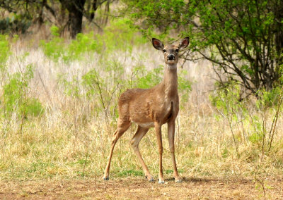 410county.deer.JPG