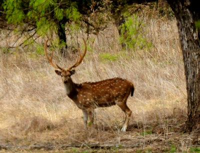 410county.buck.JPG