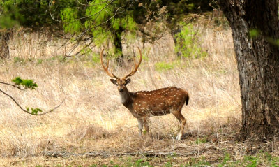410county.axisbuck.JPG