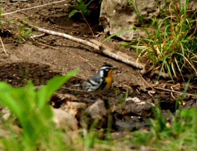 410county.yellowthroateddddddddddd.JPG