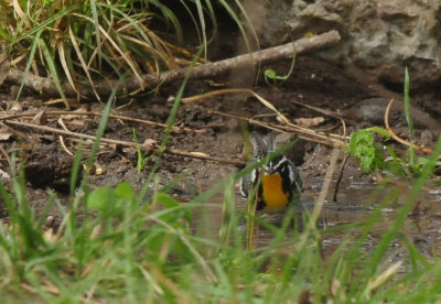 DSC_8326.JPG