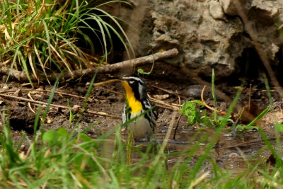410county.yellowthroatedwarblerr44444444.JPG