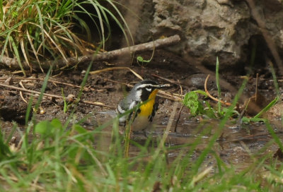 DSC_8334.JPG