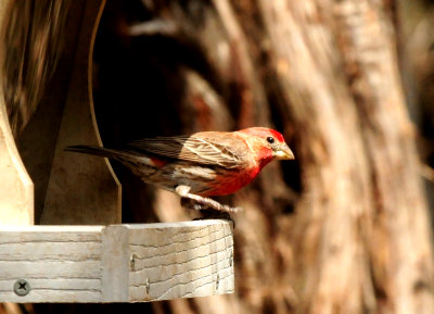 410county.housefinch.JPG