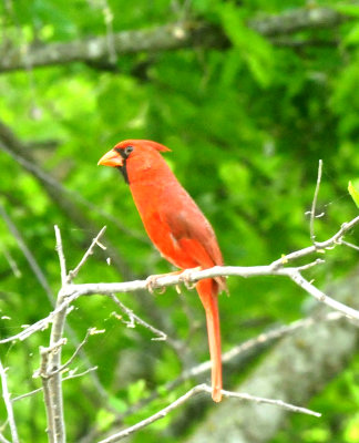 2222222417EasterCounty.ccardinal.JPG