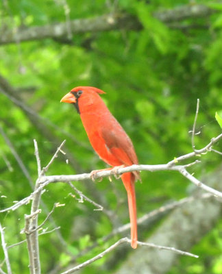 417EasterCounty.ccardinal.JPG