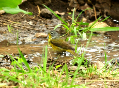 421Countynshvillewwarbler22222222.JPG