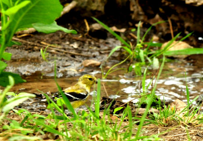 421Countyamericangoldfinch.JPG