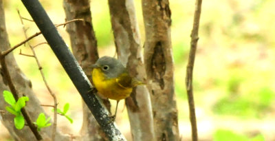 421Countynashvillewarbler.JPG