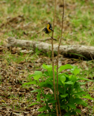 424nealsyellowthroated88888888