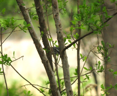 424nealsyellowthroated22222222.JPG