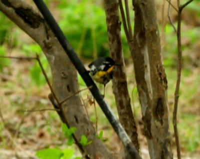 424nealsyellowthroated11.JPG