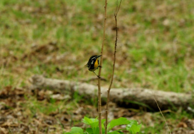424nealsyellowthroated7777777.JPG