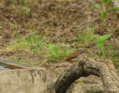DSC_9567.JPG