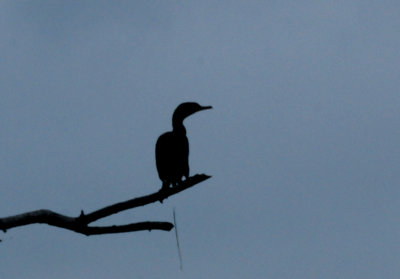 423cook'sneotropiccormorant.JPG