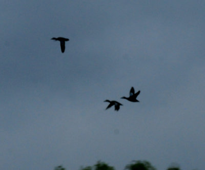 DSC_8673.JPG