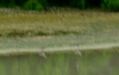 423cook'spectoralsandpiper.JPG