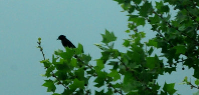 423cook'sorchardoriole202.JPG