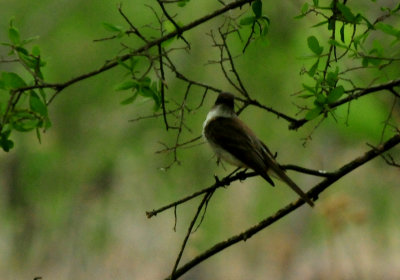 424CointyNeals.e3asternPhoebe.JPG