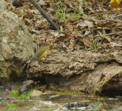 424CointyNeals.nashvillle yellowwarblers.JPG