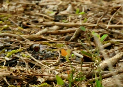 424CointyNeals.yellowthroated.JPG
