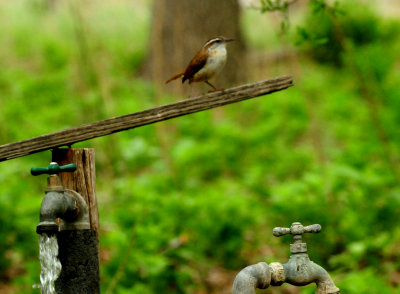 424CointyNeals.carolinawren7777777.JPG