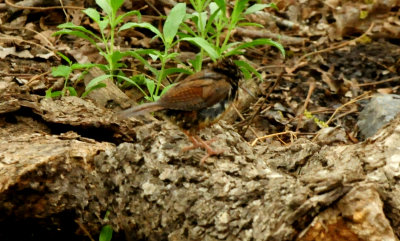 424CointyNeals.carolinawren.JPG