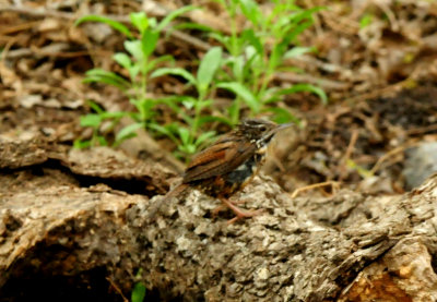 424CointyNeals.22carolinawren.JPG