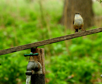 424CointyNeals.carolinawren66666666666.JPG