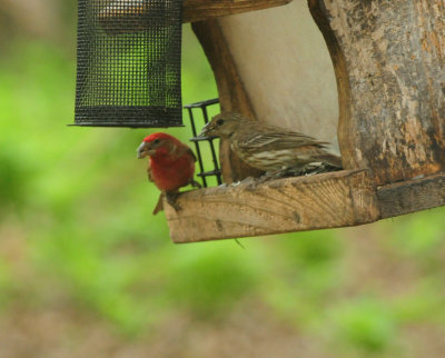 DSC_9607.JPG