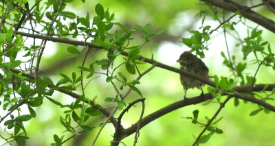 425Neal's.bird.JPG