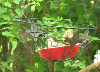 426county.dovesparrow