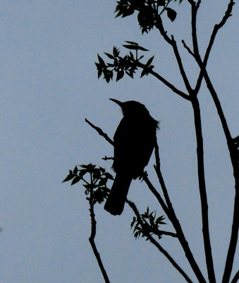 427county.3333333thrasher.JPG