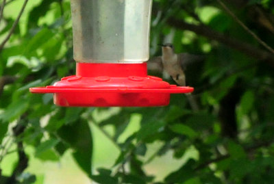 426Yardhummer4444444.JPG