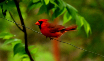 DSC_0443.JPG