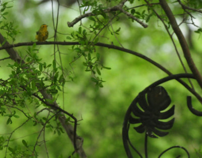 bird.JPG