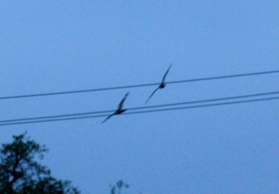 430county.lessernighthawks.JPG