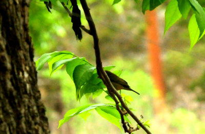 430county.bird.JPG