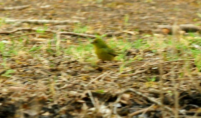 430county.paintedbunting.JPG
