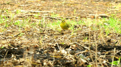 430county.paintedbunting222222222.JPG
