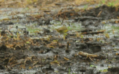 430county.bird2.JPG