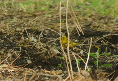 430county.yellow.JPG