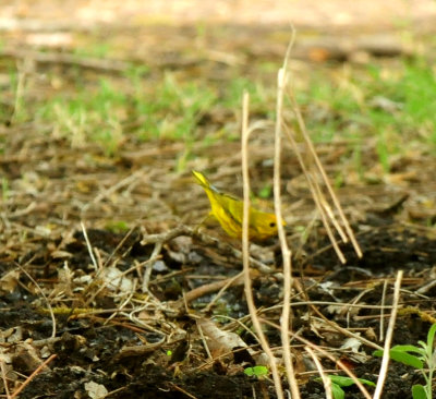 430county.yellow5555555.JPG