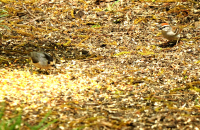 430county.titmousechipping.JPG