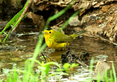 430county.wilson'swarbler22222zzzzzz.JPG