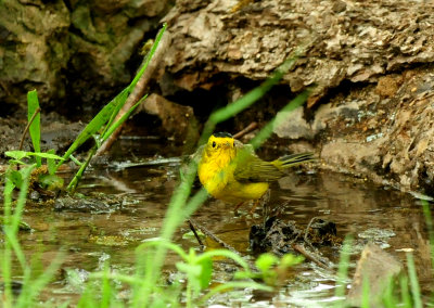 430county.wilson'swarbler444444444444444.JPG