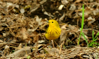 430countyyellowarbler44444444.JPG.JPG