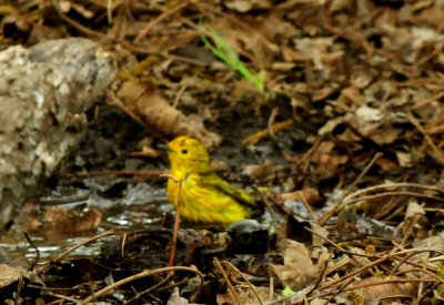 430county.yyyyyyyyyyellow.JPG